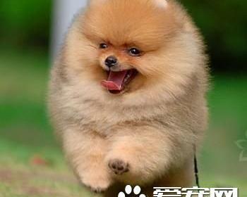 英系博美犬价格是什么样的?应该怎样挑选？（博美犬价格）