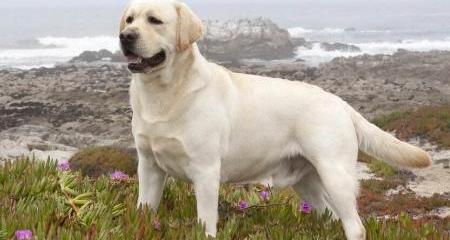 怎么训练拉布拉多？（拉布拉多犬怎么训练）