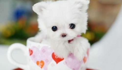 茶杯犬多少元一只？（茶杯犬1元一只）