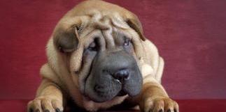 沙皮犬繁殖能力如何？（沙皮狗）