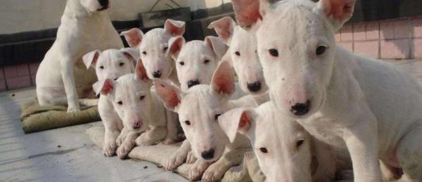 比藏獒还厉害的十大斗犬？（猛犬排名前十的狗）