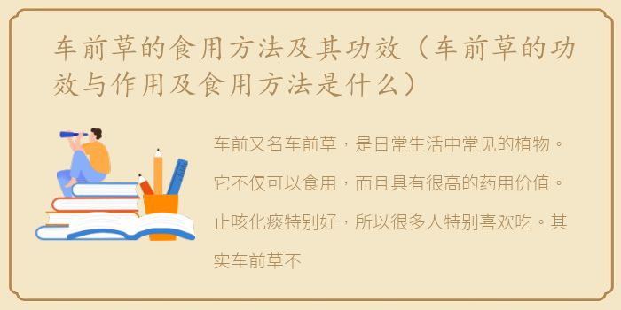 车前草的食用方法及其功效（车前草的功效与作用及食用方法是什么）