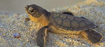 家中养龟有无个人生肖及风水禁忌?（哪个生肖不宜养龟）