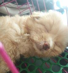 犬瘟怎么治疗？（犬瘟热怎么治疗）