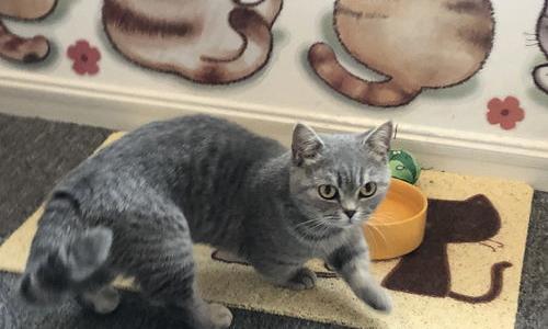 英短能活多久？（英短为什么活不过五岁）