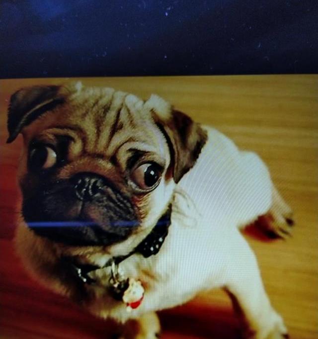 家里有小狗狗六只，有什么好的平台卖出去？（买狗狗去哪个平台）