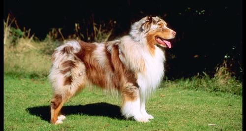 牧羊犬有多少种？分别都是什么品种？（牧羊犬品种大全）