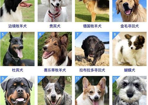 柴犬智商排名100名？ 狗狗智商排行榜大全100名