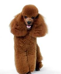 宠物狗泰迪价格？（贵宾犬价格）