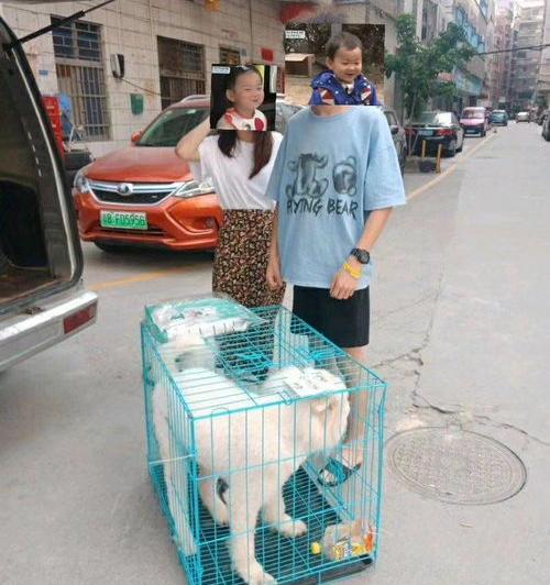 顺丰箱子收费标准明细？（顺丰托运宠物价格表）