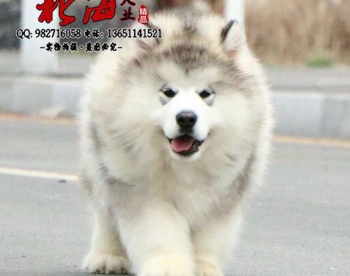 成都阿拉斯加的价格？（纯种阿拉斯加犬多少钱一只）