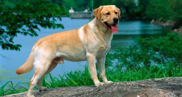 家中开门小狗总是叫怎么办？（夜里听到狗叫千万不要开门）