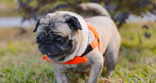 十大口碑最好的小型犬？（对儿童最好的小型犬）