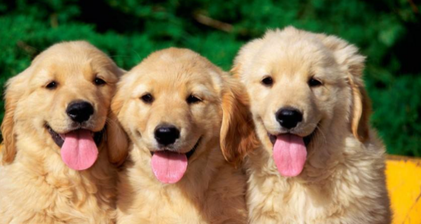 看家护院什么犬最好？（十大适合看家护院的狗）