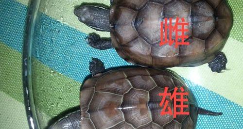 乌龟怎么辨别公母（乌龟怎么分公母）