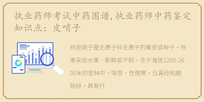 执业药师考试中药图谱,执业药师中药鉴定知识点：皮哨子