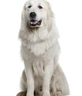 宠物犬价格品种大全（大型犬品种大全及价格）