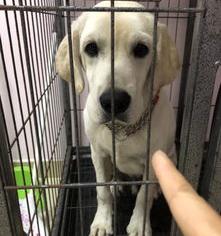 白色拉布拉多犬怎么看纯不纯？（拉布拉多犬怎么看纯不纯）