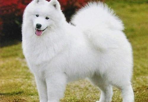 萨摩耶价格多少钱一只幼犬？ 萨摩耶价格多少钱一只