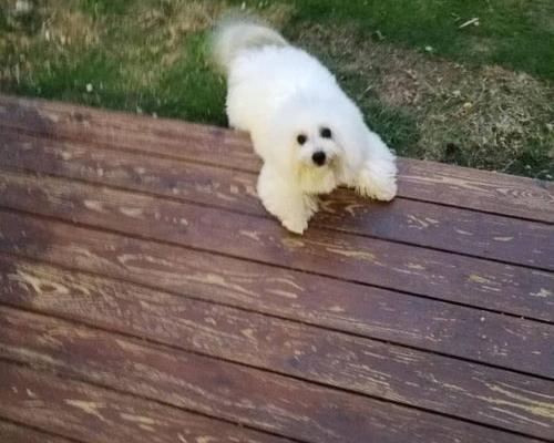教导比熊犬如何上厕所（比熊犬怎么训练上厕所）