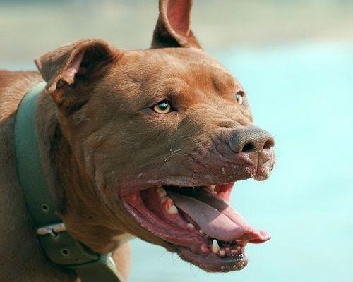比特犬多少钱一只 比特犬的性格特点（比特犬多少钱一只）