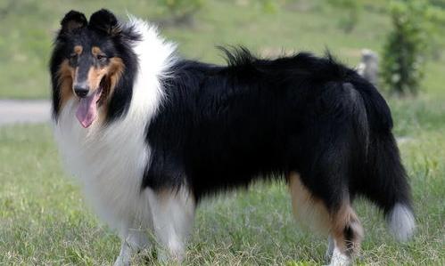 苏牧的寿命？ 苏牧犬