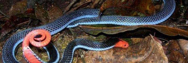 丽纹蛇属(丽纹蛇)