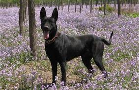 黑狼犬的优点和缺点是什么？（黑狼犬）