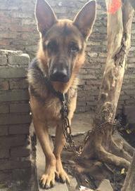 德牧犬为什么不建议养？（德牧犬）