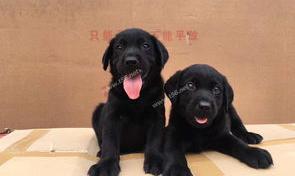拉布拉多犬价钱贵吗？ 500一只拉布拉多贵吗