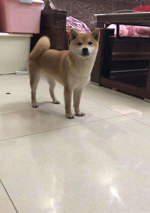 柴犬一般是什么价格？（柴犬最便宜多少钱一只）