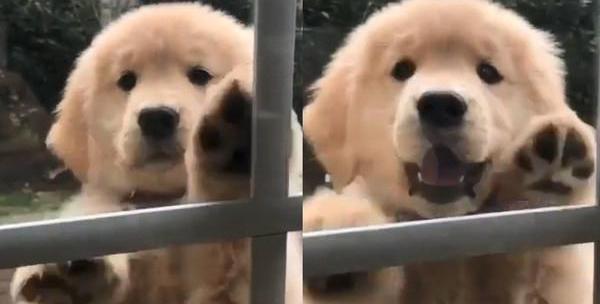 金毛和博美哪个比较好？（为什么金毛是癌症之王）