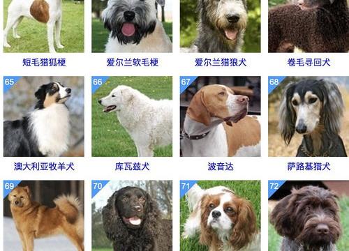 狗的品种和特点？ 狗大全介绍 品种