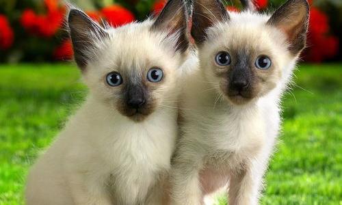 暹罗猫成年有多长？（暹罗猫）