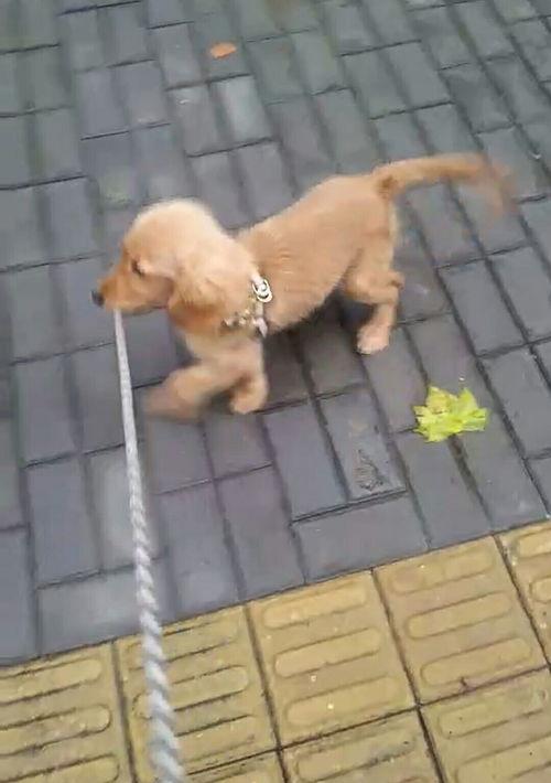 犬瘟怎么治疗？ 狗狗得了犬瘟怎么治疗