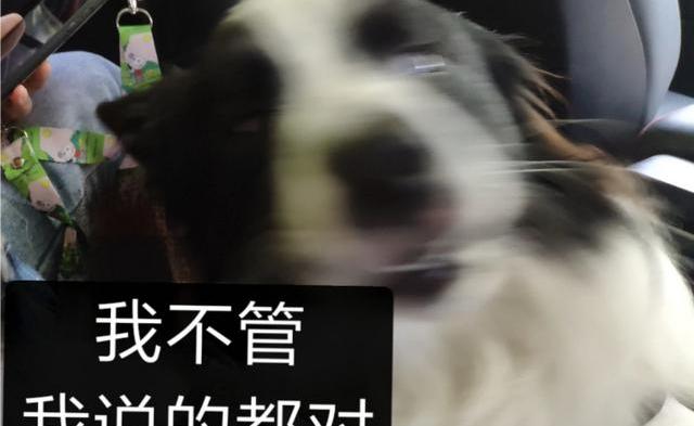 在网上买狗粮哪里最划算？（狗粮什么牌子好还便宜）