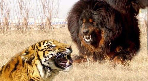 藏獒和老虎谁厉害？（藏獒和老虎哪个厉害）