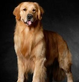 养宠物狗有什么推荐？（宠物狗品种排名）