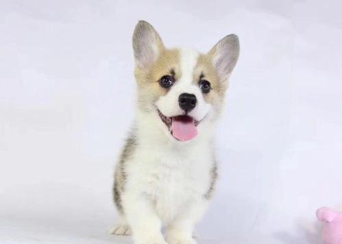 纯白的柯基犬高贵吗？ 三色柯基犬多少钱一只