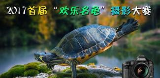 老人为什么不建议养乌龟？（养龟穷三代）