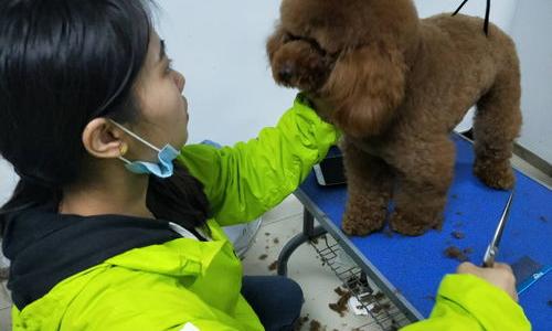 学习宠物美容要多久？ 宠物美容师培训大概需要多少钱