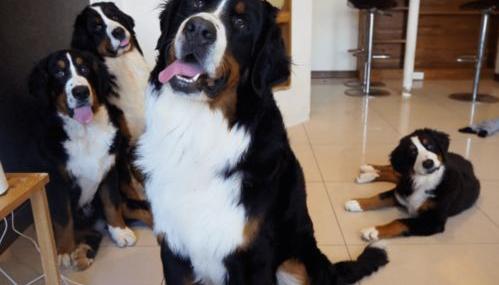 big犬种分类？（超大型犬）