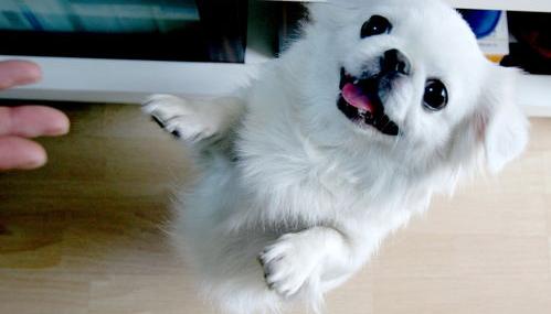 京巴犬的优缺点？（京巴犬为什么没人养）