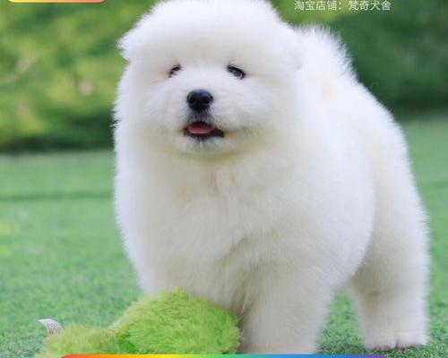 中国十大小型犬？（宠物狗排名）