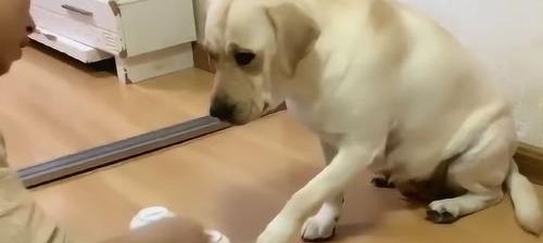 拉布拉多犬小狗智商排名？（拉布拉多智商排名）