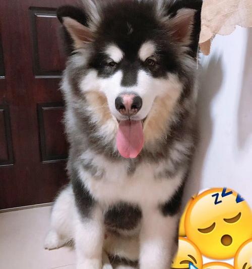 边牧和阿拉斯加哪个贵？（阿拉斯加犬价格）