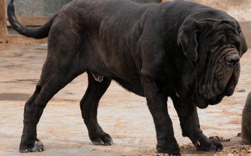 十大恶犬排名？（世界十大凶犬）