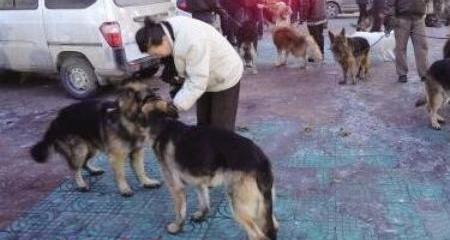 拉布拉多幼犬价格？（拉布拉多价格）