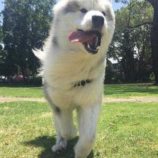 阿拉斯加犬成年狗多久可以认家？（阿拉斯加只认一个主人吗）