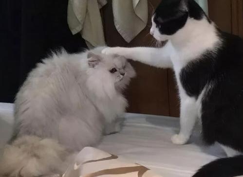 猫的用品大概多少元？ 宠物店买一只猫多少钱